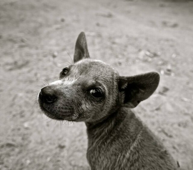 Pixabay Cães conseguem ouvir até três vezes mais alto que os humanos, por isso, sofrem com fogos de artifício.