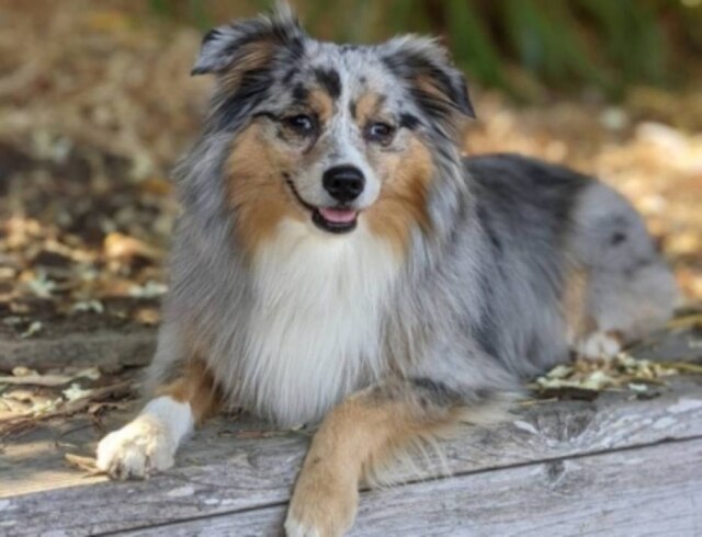 Instagram/ @teslatheminiaussie A cachorrinha Tesla