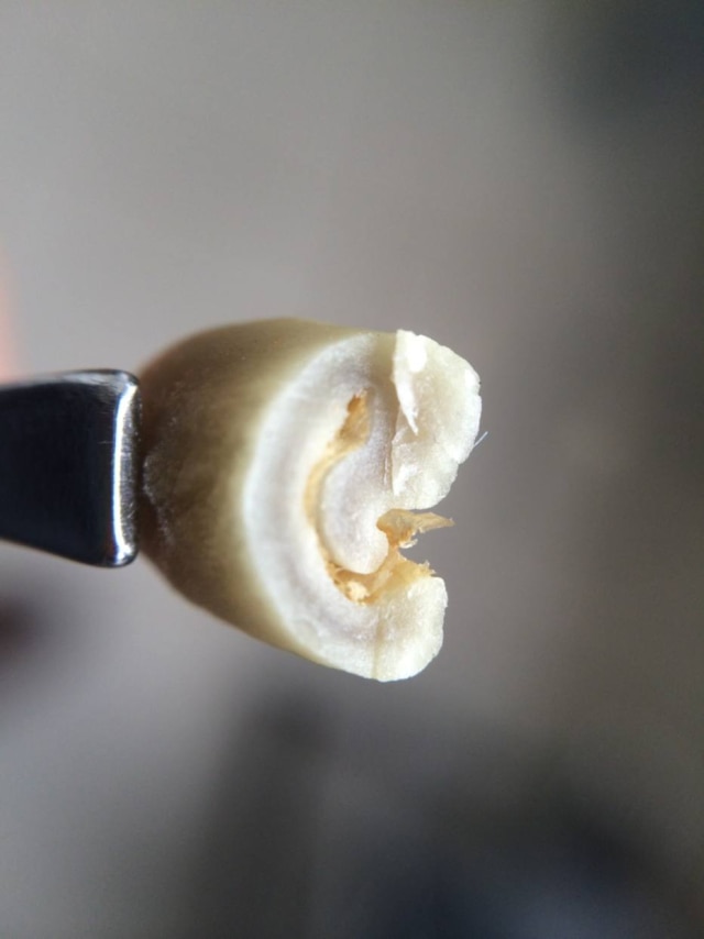 Ensei Neto|Divulgação Curso foca nos processos de fermentação do grão de café. Na foto, o grão ainda verde.
