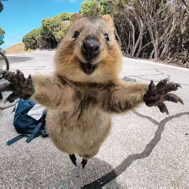 Rottnest Fast Ferries @rottnestfastferries O quokka que não queria deixar o ciclista Campbell Jones ir embora