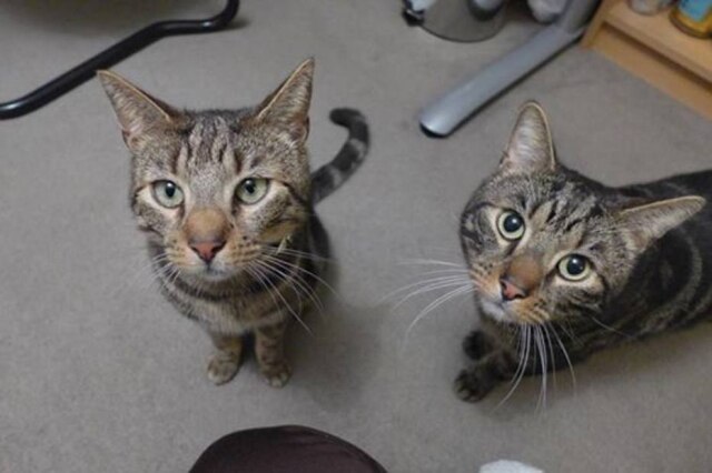 Facebook/ Scott Ewels Scott Ewels tinha dois gatos, Teddy e Bear