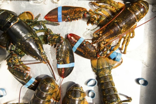 Greta Rybus|NYT Restaurante no Maine (EUA) quer sedar lagostas com maconha antes de irem para a panela de forma que elas não sofram tanto. Reguladores têm outras ideias