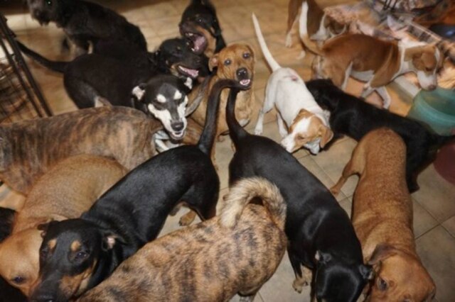 Facebook/ Chella Phillips Mulher decidiu abrigar 97 cachorros na casa dela para protegê-los do furacão.