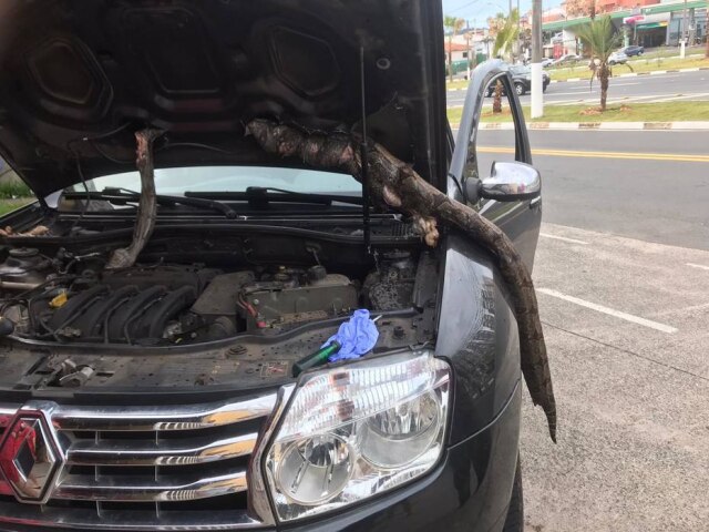 Thyago Rihayem / Arquivo Pessoal Jiboia com mais de dois metros ficou presa dentro de um carro durante viagem de 650 quilômetros