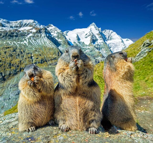 Julius_Silver/ Pixabay Estudo mostra que marmotas locais diferenciam seu dialeto daquele dos forasteiros