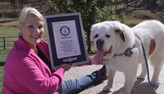 Reprodução de vídeo/Guinness World Records/YouTube Mochi Rickert é uma são bernardo, considerada o cão com a maior língua do mundo segundo o 'Guinness Book'.