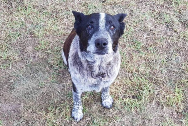 Twitter / @QldPolice O cachorro Max, de 17 anos.