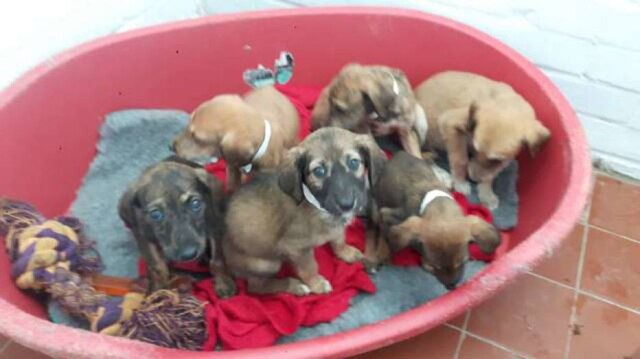 Pixabay Feira de adoção de cães ocorrerá nos dias 9 e 10 de fevereiro, no Shopping Patio Paulista.