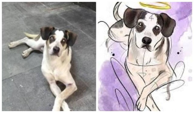 Reprodução/Facebook Manchinha será nome de 1º Hospital Veterinário Municipal de Osasco, na Grande São Paulo.