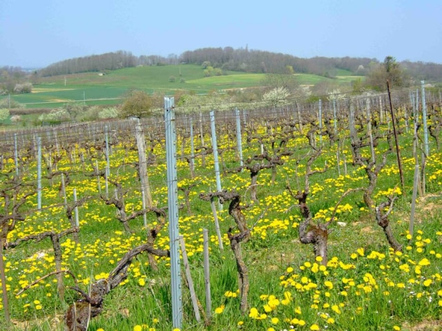 Champ Divin Na França. Vinhedos do Champ Divin, no Jura, que cultiva a quase milenária Savagnin
