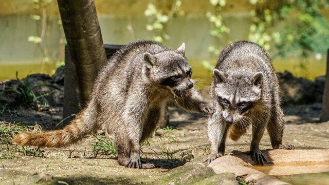 Pixabay/@Mariamichelle Animais estavam contaminados com cinomose