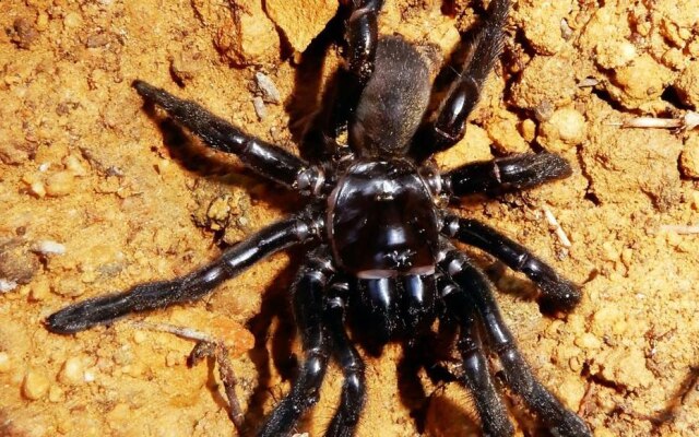 Leanda Mason A aranha era da espécie Giaus Villosus