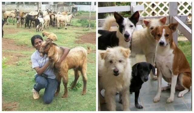 Facebook/shiranee.pereira Shiranee Pereira, a indiana que já salvou oitocentos animais da eletrocução em Chennai.