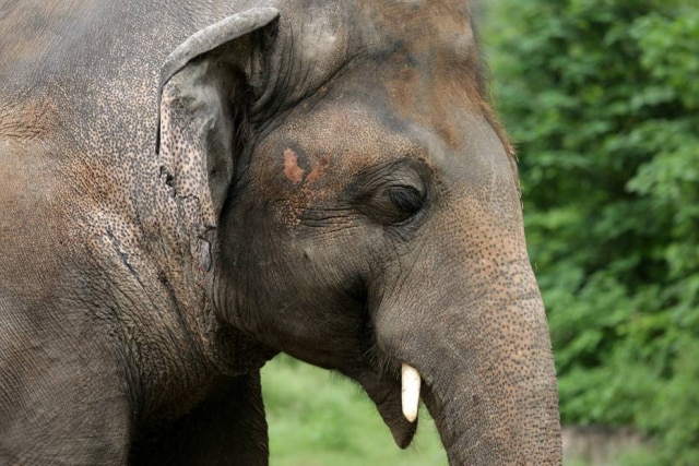 REUTERS/Saiyna Bashir O elefante Kaavan em seu cativeiro no Zoológico Marghazar em Islamabad.