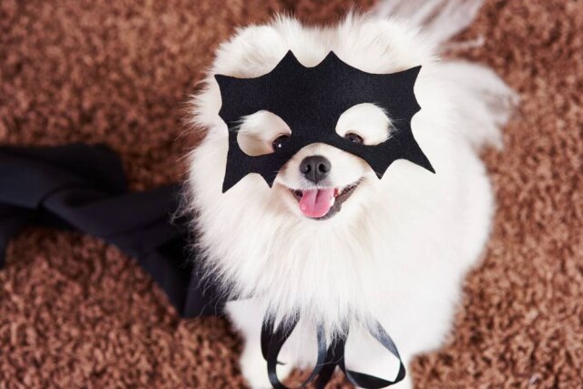 Freepik Na hora de escolher o nome dos pets, alguns tutures optam por personagens de filmes, séries, livros, games e desenhos animados.