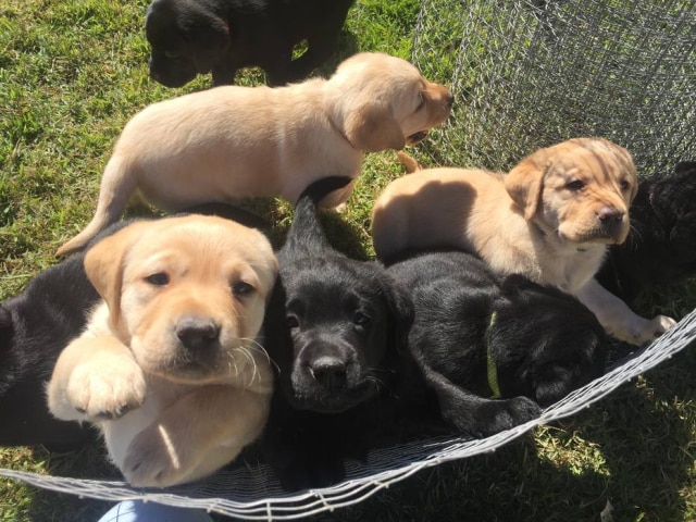 Divulgação Nove filhotes nasceram em junho na Escola de Cães-Guia Helen Keller