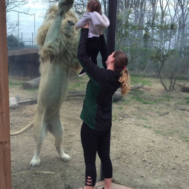 Facebook/caity.finley.1 Bebê e leão branco brincaram juntos, separados apenas por um vidro.