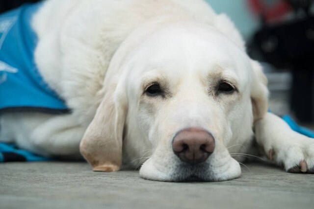 Pixabay/Amy_Gillard Um vídeo de um cão-guia norte-americano viralizou por sempre levar sua dona a um pet shop nos Estados Unidos