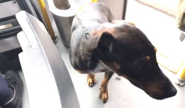 Twitter/@marcoscunha O cão Olímpico, resgatado pelo motorista de ônibus Silvio Gomes.