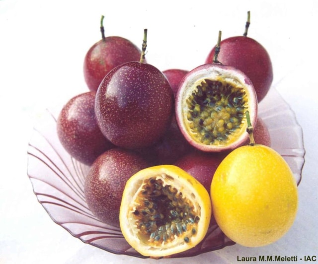 Maracujá roxo é mais apreciado nos mercados dos Estados Unidos e da Europa, mas também é plantado no Brasil. 