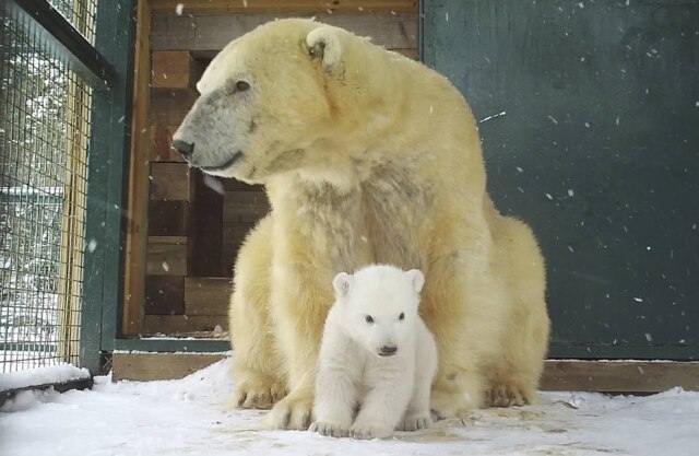 STV Productions via AP A ursa polar Victoria e seu filhotinho.