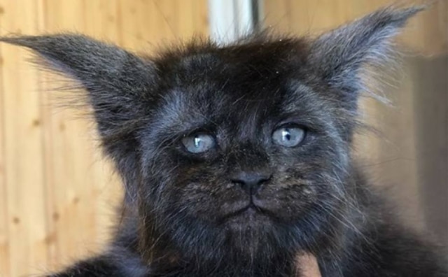 Instagram / @catsvillcounty A gata Valkyrie.