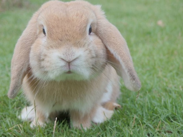 Waranya Mooldee/Unsplash Testes são feitos em animais como camundongos, coelhos e cachorros