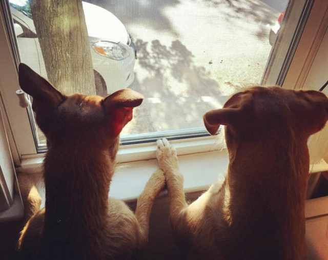 Instagram/@b3thany_ Na casa de Bethany Coleman, os cães Rogue e Beast ficam juntos o tempo todo.