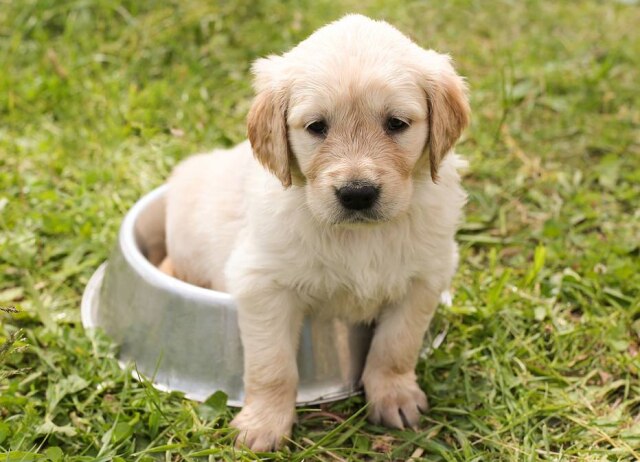 Pixabay Cachorros receberão até crachá.