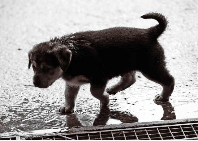 Pixabay Chuvas aumentam risco de leptospirose canina.