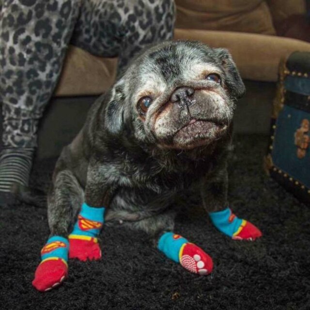 Reprodução/The Dodo Pug ganhou meias pois não conseguia andar no piso de madeira.
