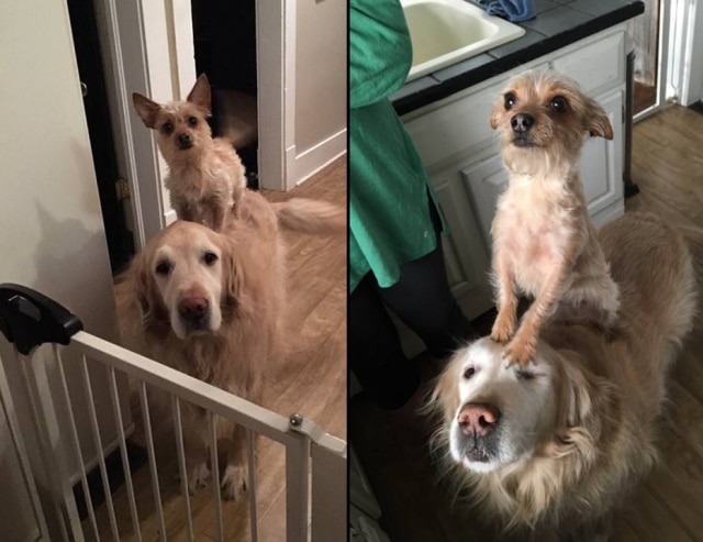 Adriana Burkhart/Acervo pessoal Bella, a vira-lata, tem dois anos; Hank, o golden retriever, dez.