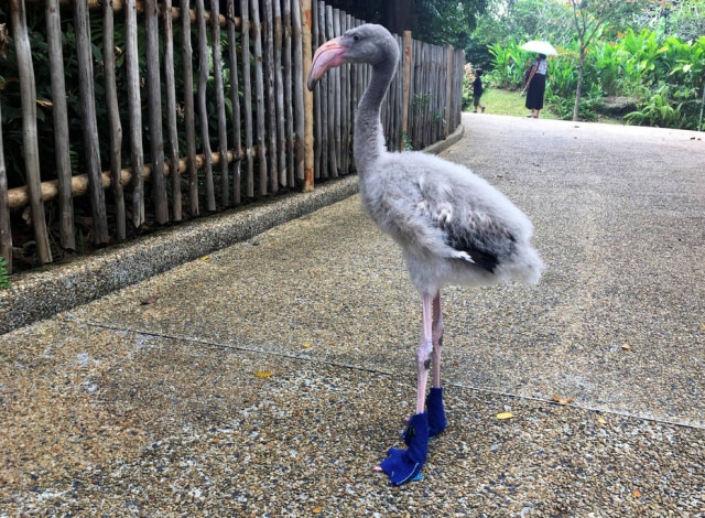 REUTERS/Natasha Howitt Um filhote de flamingo em Cingapura ganhou um par de meias ortopédicas para ajudar no desenvolvimento de suas pernas.