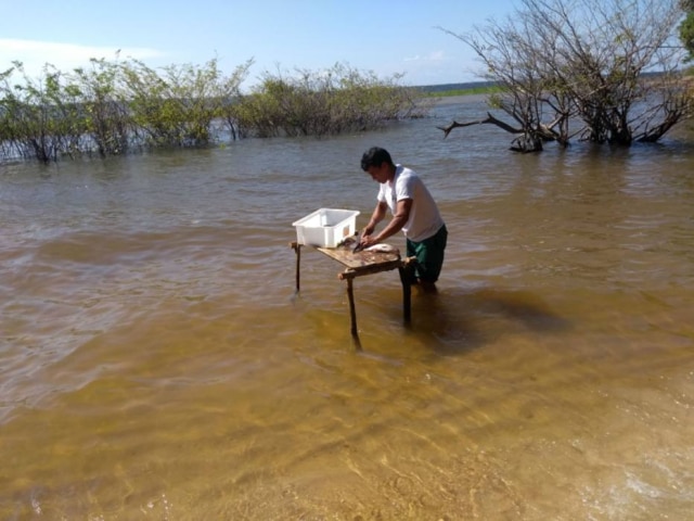 Neide Rigo|Estadão Piracaia, tradicional churrasco de peixe na beira da água no rio Tapajós
