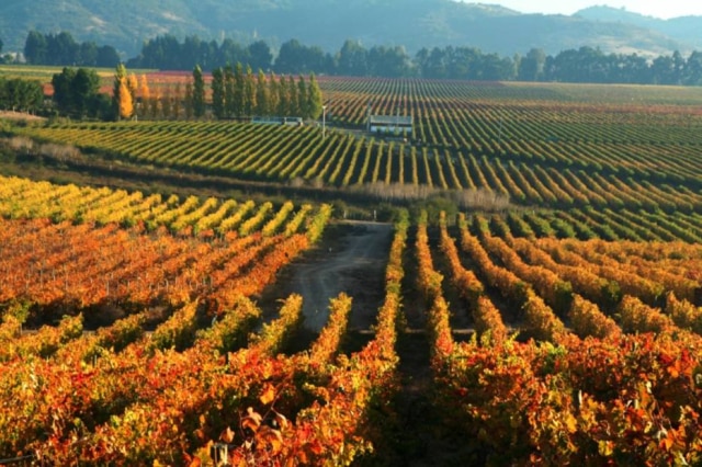 Casa Silva Nova DO. Los Lingues, onde a Casa Silva produz Carmenère
