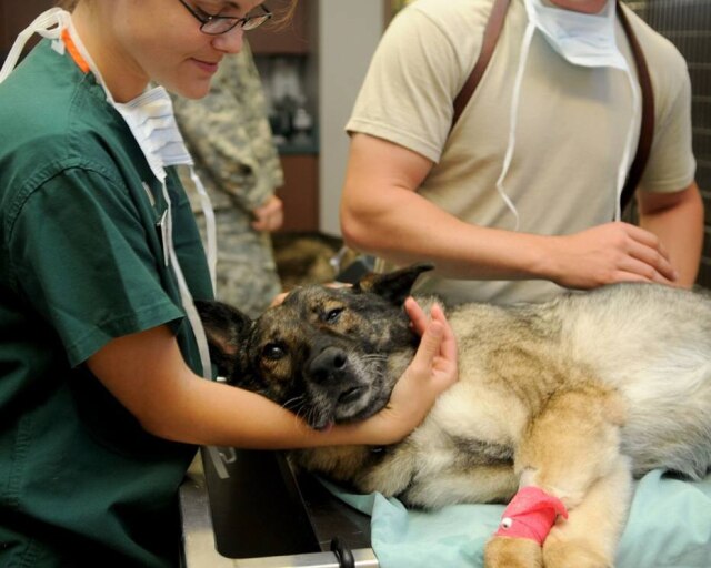 Pixabay Curso da Faculdade de Veterinária da USP completa 100 anos em 2019.