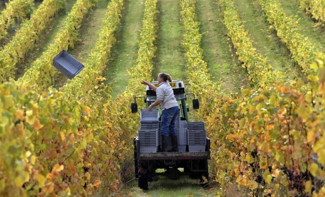 Jas Lehal/Reuters Lugares, como a Inglaterra, que historicamente não eram adequados para a produção de vinhos finos, tiveram a oportunidade de ingressar no mundo global do vinho