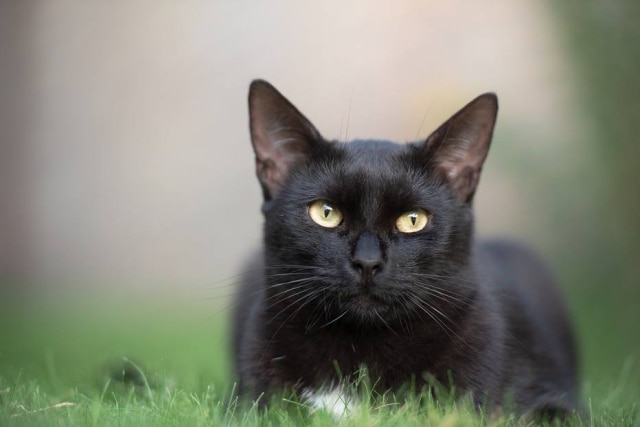 Featured image of post Fotos De Gatos Pretos - Подписчиков, 761 подписок, 1,416 публикаций — посмотрите в instagram фото и видео gatos pretos 😺 black cats (@gatos.pretos).