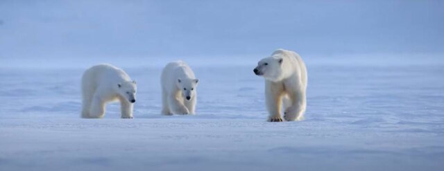 Disney+ O novo filme original da Disneynature, 'A Ursa Polar', chega ao Disney+ no Dia da Terra, em 22 de abril.