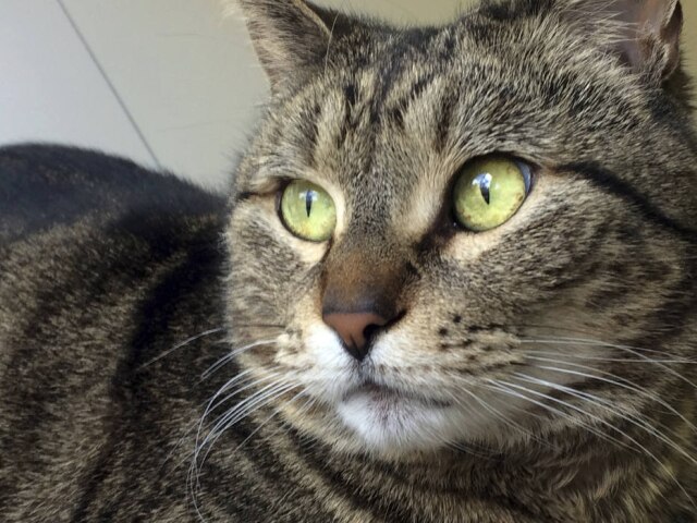 Guelph Humane Society/ AP Ela foi encontrada pela instituição GHS