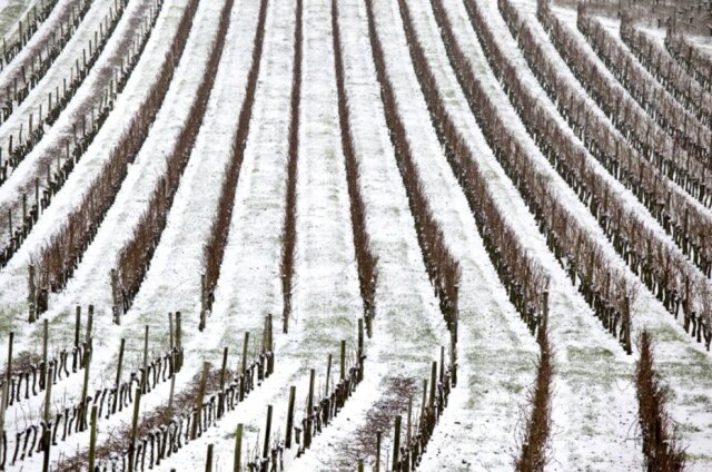 Philippe Roy | Aurimages Vinhedos de Fronsac, em Gironde, Bordeaux, que teve a pior geada do século na última semana.
