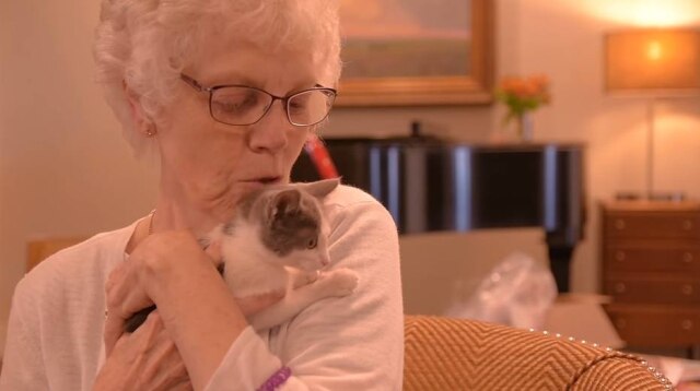 YouTube/ Great Plains SPCA Senhores ficaram felizes com a chegata dos felinos