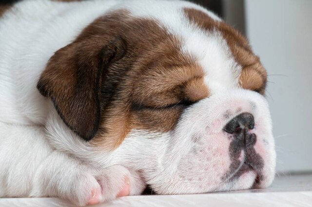 Pixabay Peculiaridades presentes nessas raças de cães causam sofrimento e diminuem o bem-estar dos animais.