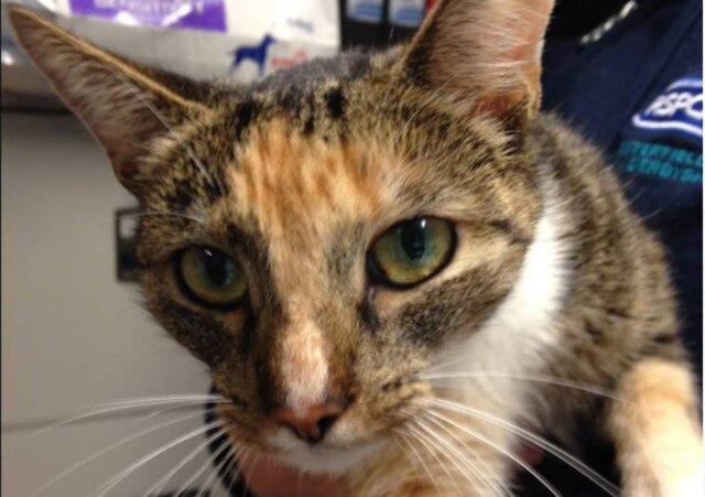 Facebook / @RSPCAChesterfield Gatinha se reencontra com sua dona um ano após desaparecer