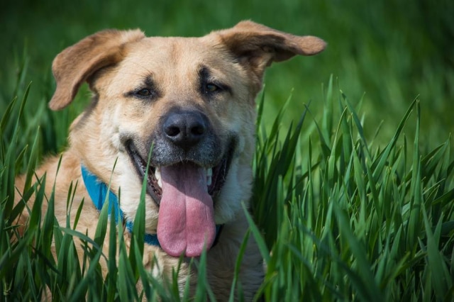 Pixabay/Seaq68 Empresário ficou milionário fazendo testículos falsos para cachorros