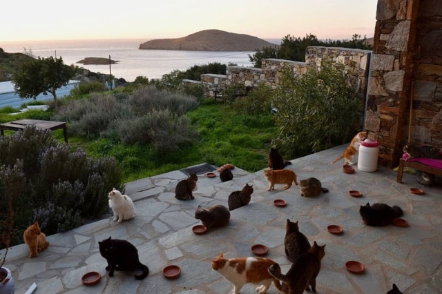 Facebook / God's Little People Cat Rescue A vaga de emprego deve pagar cerca de R$ 1400 reais e oferece acomodação - uma casa com jardim com vista privilegiada - com todas as contas pagas.