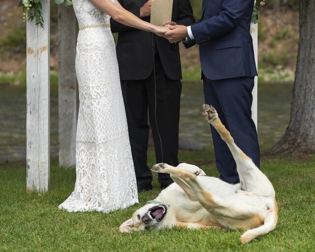 Chris Davis / Good Road Co / Imagem cedida pelo fotógrafo Boone, o labrador, não se conteve durante a cerimônia de casamento de seus tutores.