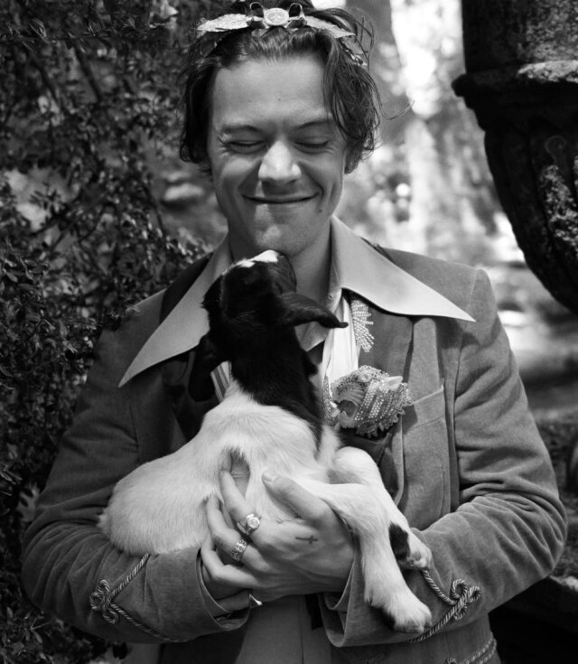Glen Luchford/Gucci Harry Styles posa com filhotes de cabra e porquinhos na campanha