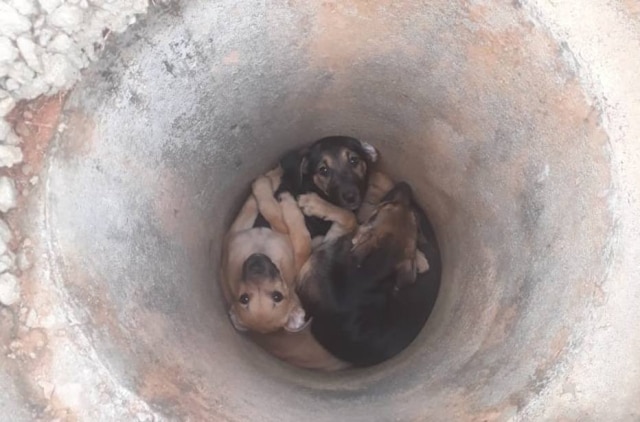 Arquivo Pessoal Três filhotes foram encontrados dentro da manilha de concreto; não há suspeitas de quem os abandonou.