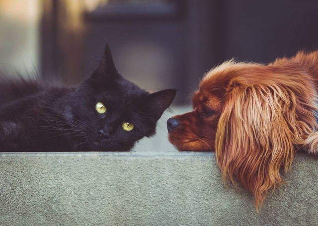 Pixabay Boletos do IPTU na cidade de Santo André, na Grande São Paulo, terão opção de doação em defesa dos animais.
